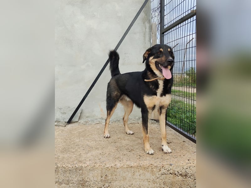 Tsida: Liebevoller, menschenbezogener Rüde sucht Zuhause