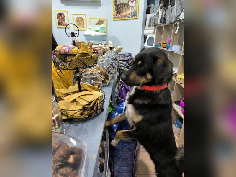 Tsida: Liebevoller, menschenbezogener Rüde sucht Zuhause