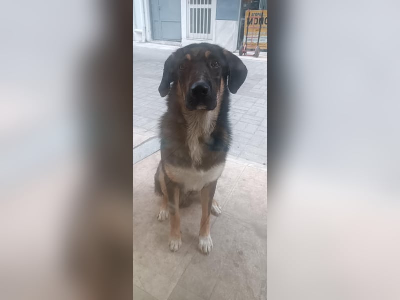 Tsida: Liebevoller, menschenbezogener Rüde sucht Zuhause