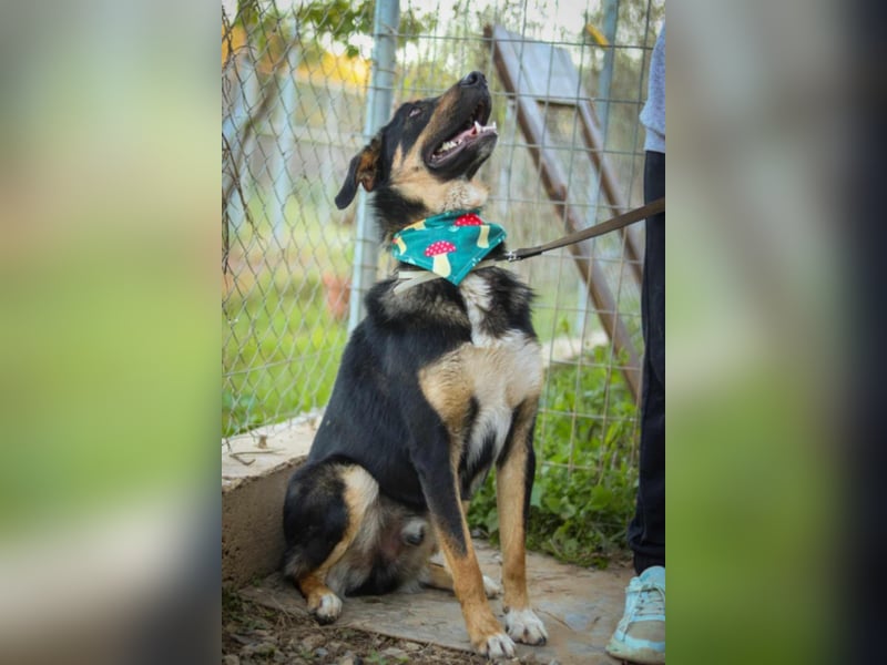 Tsida: Liebevoller, menschenbezogener Rüde sucht Zuhause