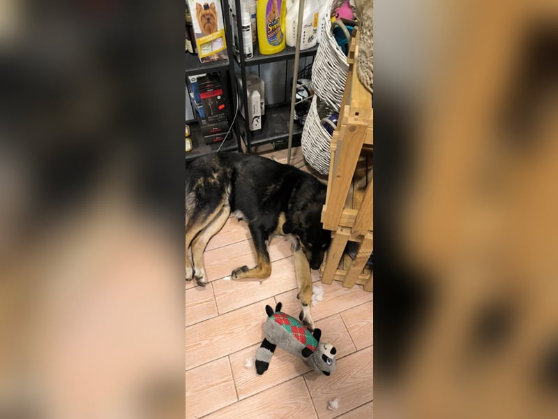 Tsida: Liebevoller, menschenbezogener Rüde sucht Zuhause