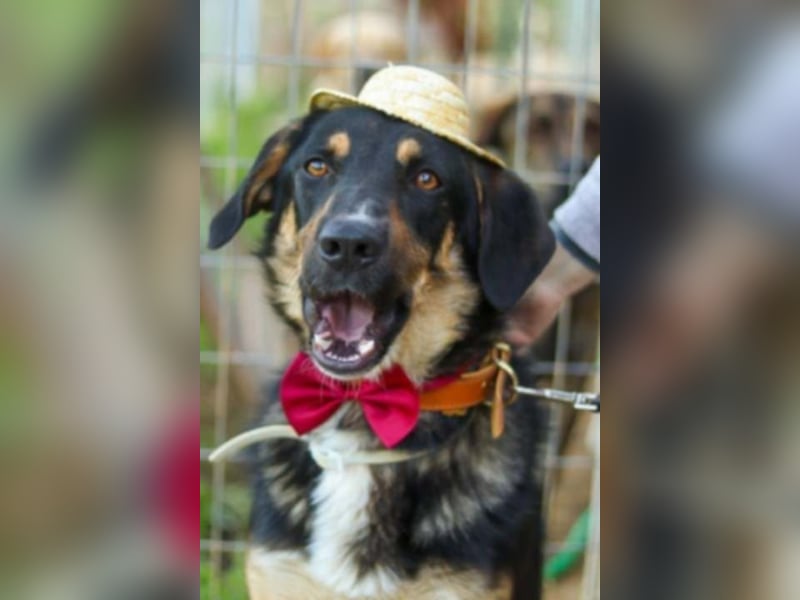 Tsida: Liebevoller, menschenbezogener Rüde sucht Zuhause