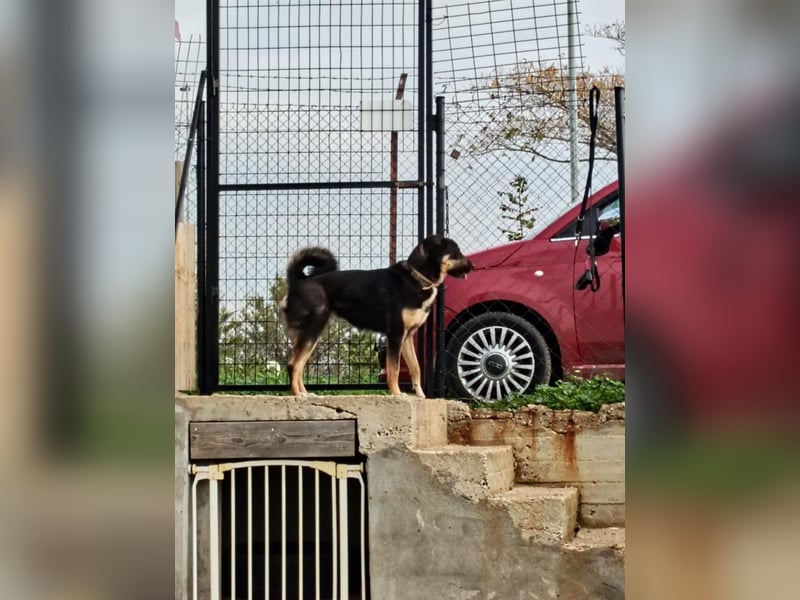 Tsida: Liebevoller, menschenbezogener Rüde sucht Zuhause