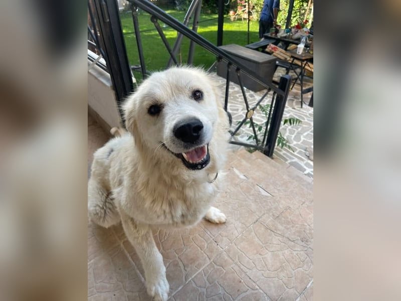 Atlas - Sanfter Kämpfer sucht sein Für-Immer-Zuhause