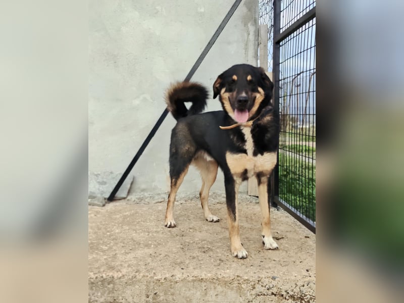 Tsida: Liebevoller, menschenbezogener Rüde sucht Zuhause