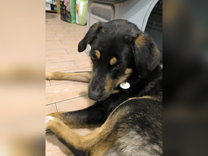 Tsida: Liebevoller, menschenbezogener Rüde sucht Zuhause