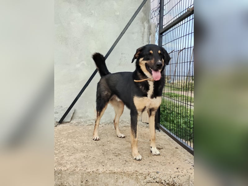 Tsida: Liebevoller, menschenbezogener Rüde sucht Zuhause