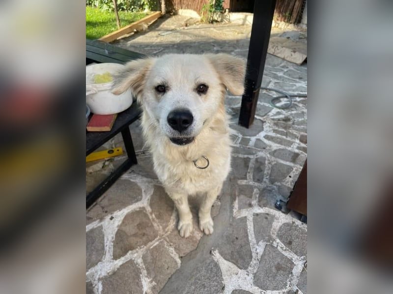 Atlas - Sanfter Kämpfer sucht sein Für-Immer-Zuhause