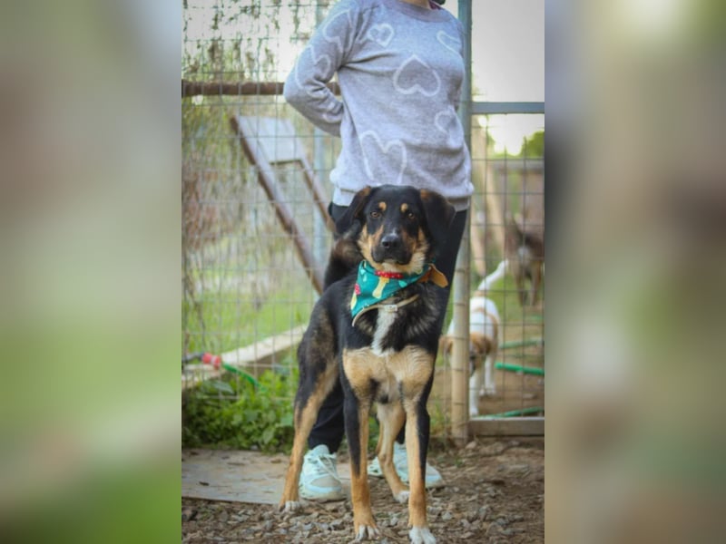 Tsida: Liebevoller, menschenbezogener Rüde sucht Zuhause