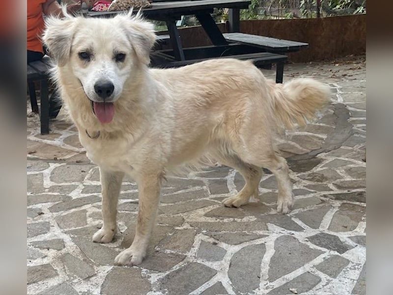 Atlas - Sanfter Kämpfer sucht sein Für-Immer-Zuhause