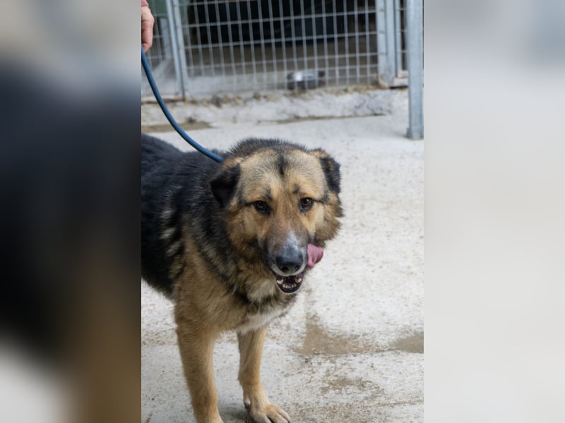 Schäferhund-Mix Loki - Rohdiamant sucht Zuhause