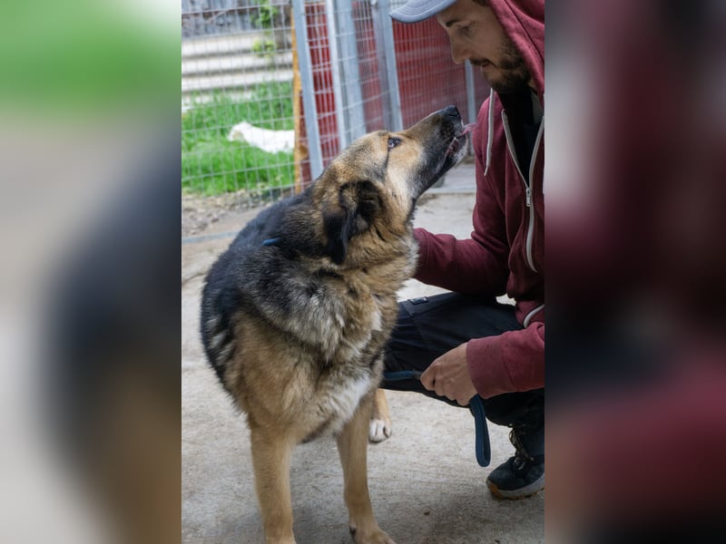 Schäferhund-Mix Loki - Rohdiamant sucht Zuhause