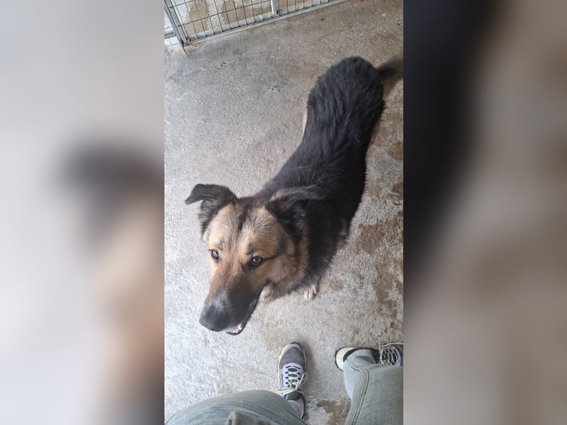 Schäferhund-Mix Loki - Rohdiamant sucht Zuhause
