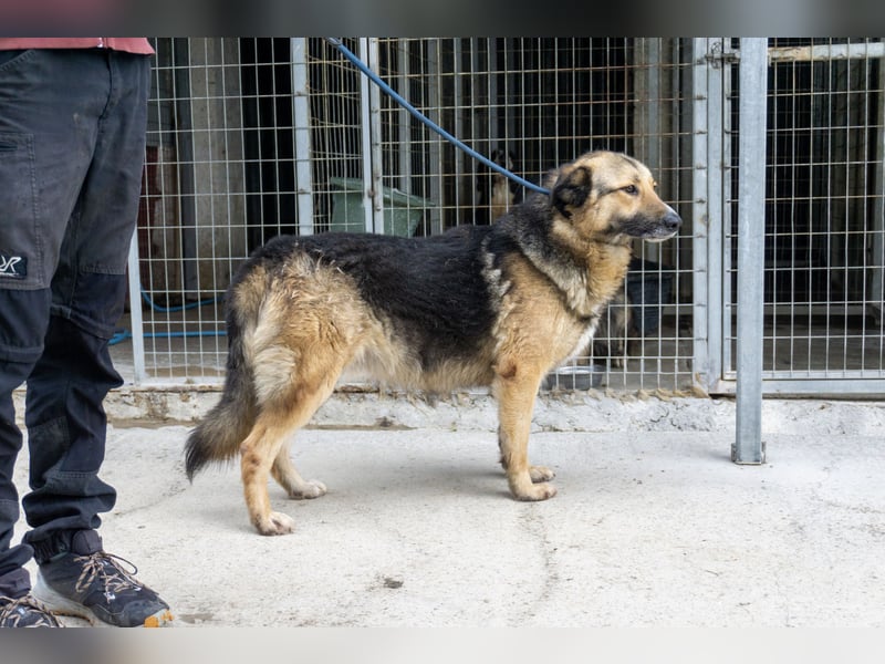 Schäferhund-Mix Loki - Rohdiamant sucht Zuhause