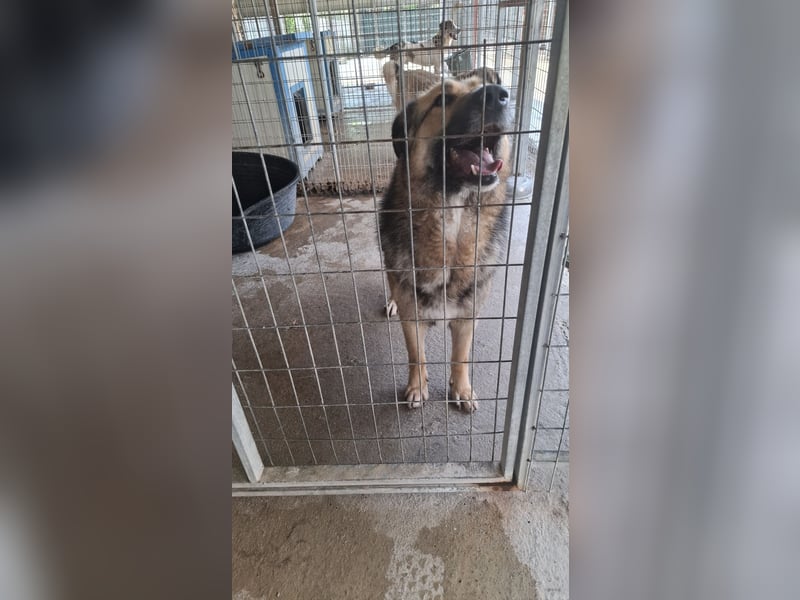 Schäferhund-Mix Loki - Rohdiamant sucht Zuhause