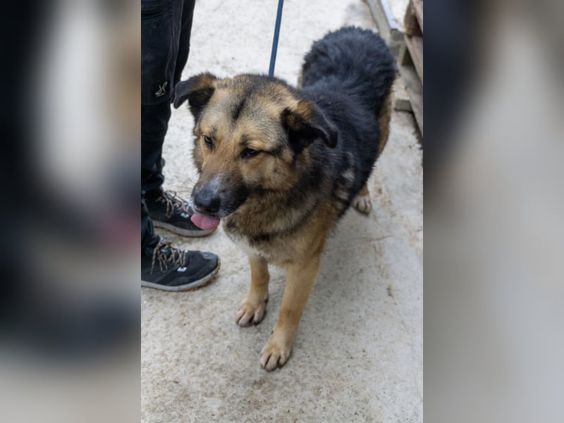 Schäferhund-Mix Loki - Rohdiamant sucht Zuhause