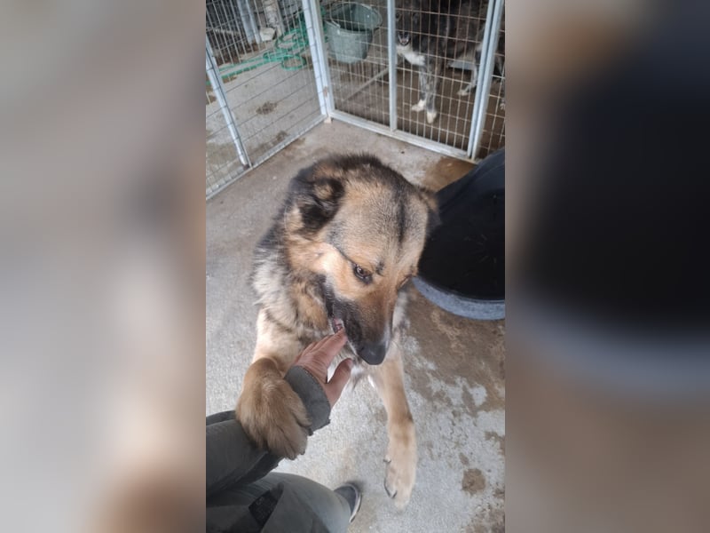 Schäferhund-Mix Loki - Rohdiamant sucht Zuhause
