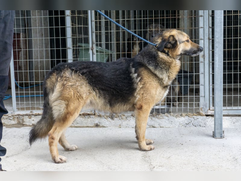 Schäferhund-Mix Loki - Rohdiamant sucht Zuhause