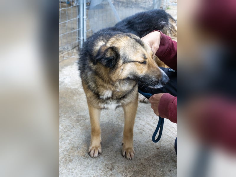 Schäferhund-Mix Loki - Rohdiamant sucht Zuhause