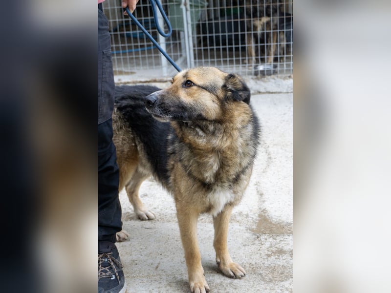 Schäferhund-Mix Loki - Rohdiamant sucht Zuhause