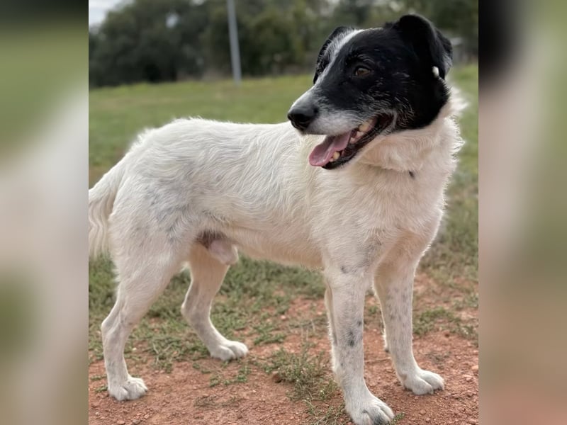 JEFFREY - Traumhund, rundum verträglich!