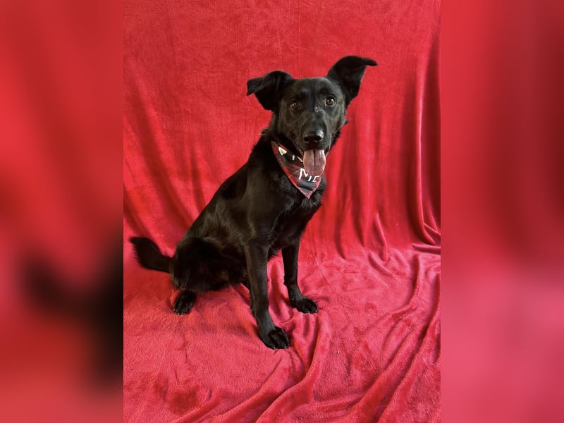 JACKY - Schwarze ausgeglichene Schönheit!