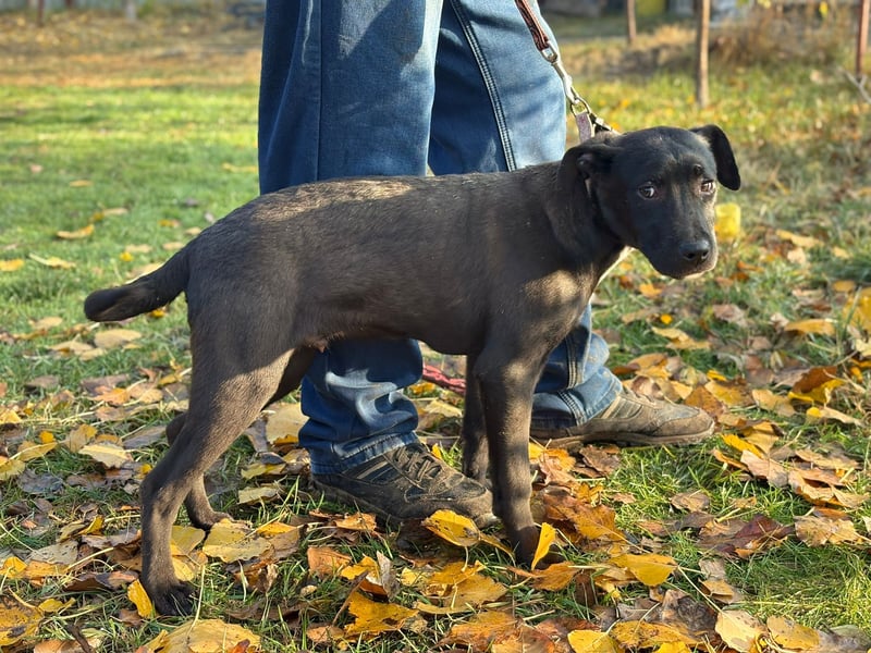 MOON - Junger Rüde, rundum verträglich