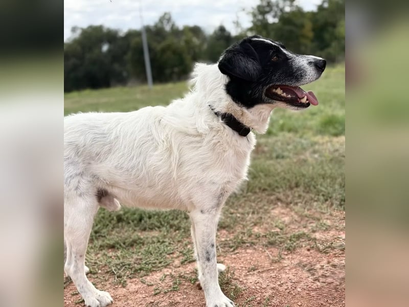 JEFFREY - Traumhund, rundum verträglich!