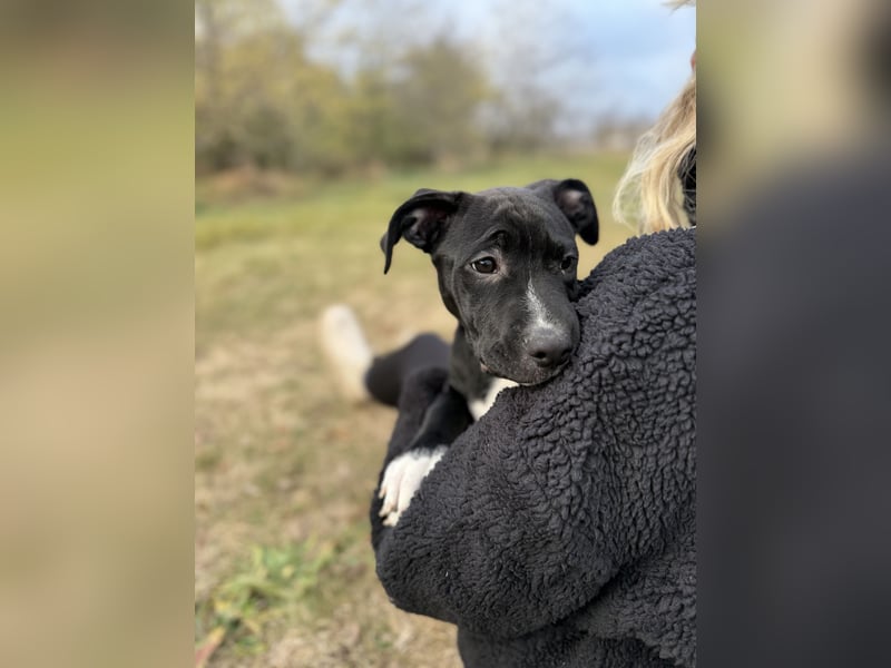 LOKII - Schöner junger Rüde ausgesetzt im Wald!