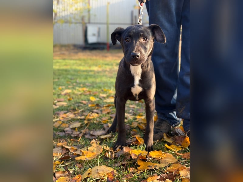 MOON - Junger Rüde, rundum verträglich