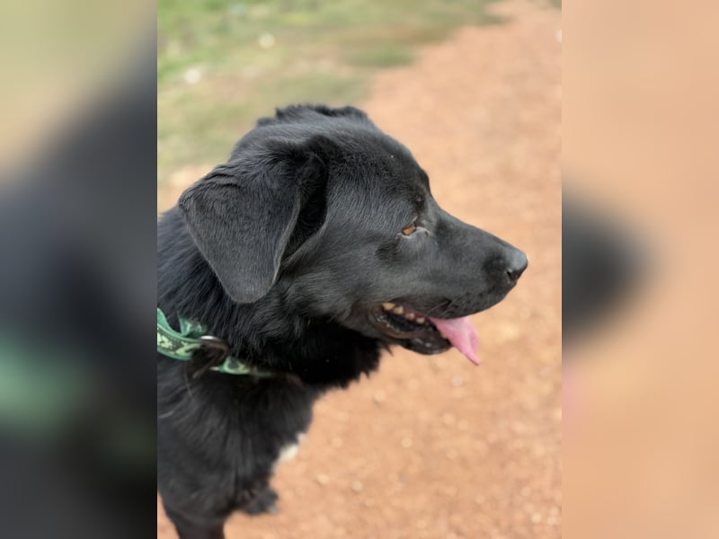 ZAC - Traumhund, rundum verträglich mit Artgenossen, familiengeeignet