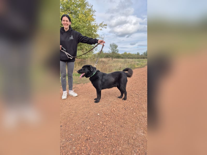 ZAC - Traumhund, rundum verträglich mit Artgenossen, familiengeeignet