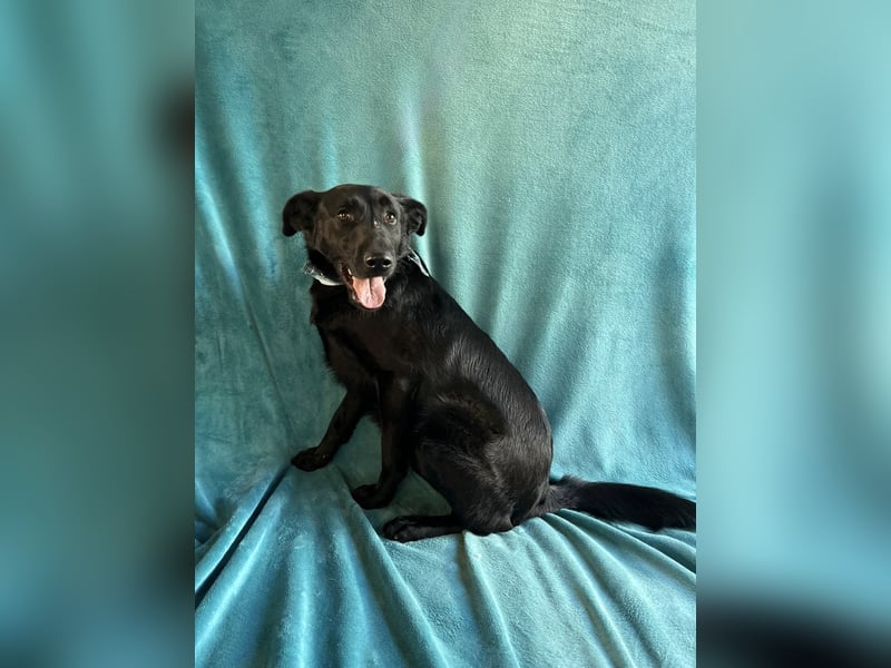 JACKY - Schwarze ausgeglichene Schönheit!