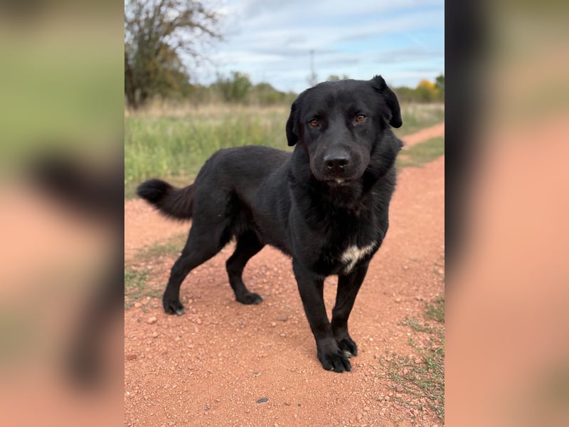 ZAC - Traumhund, rundum verträglich mit Artgenossen, familiengeeignet