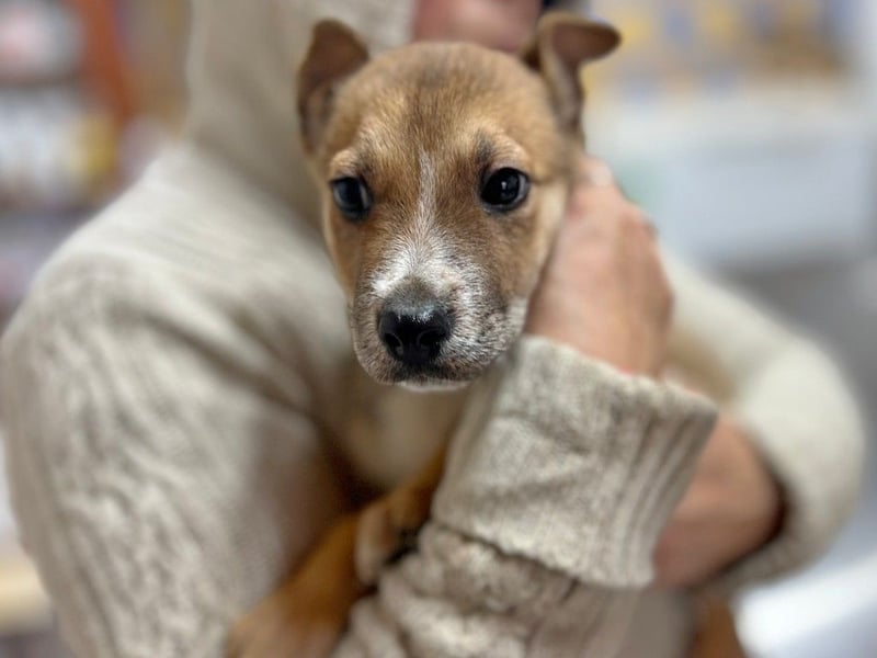 LOKI - Kleiner Überlebenskämpfer sucht liebevolle Familie