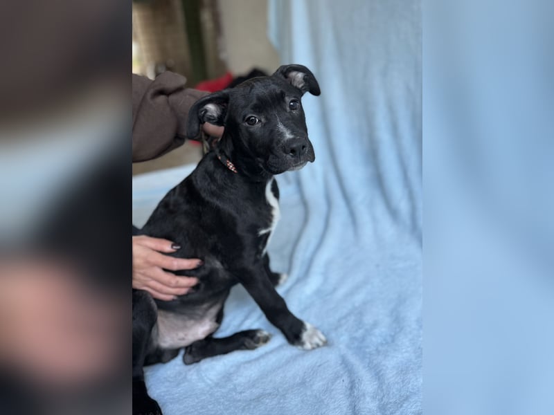 LOKII - Schöner junger Rüde ausgesetzt im Wald!