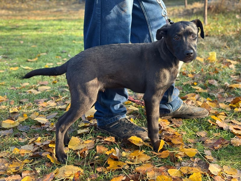 MOON - Junger Rüde, rundum verträglich