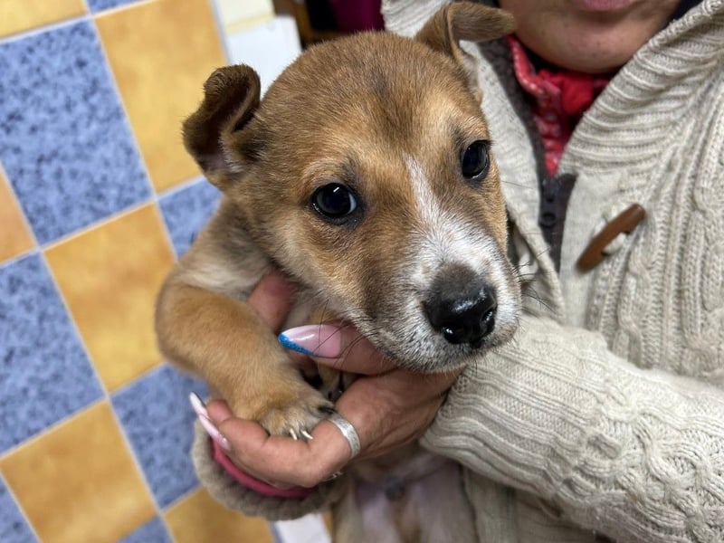 LOKI - Kleiner Überlebenskämpfer sucht liebevolle Familie