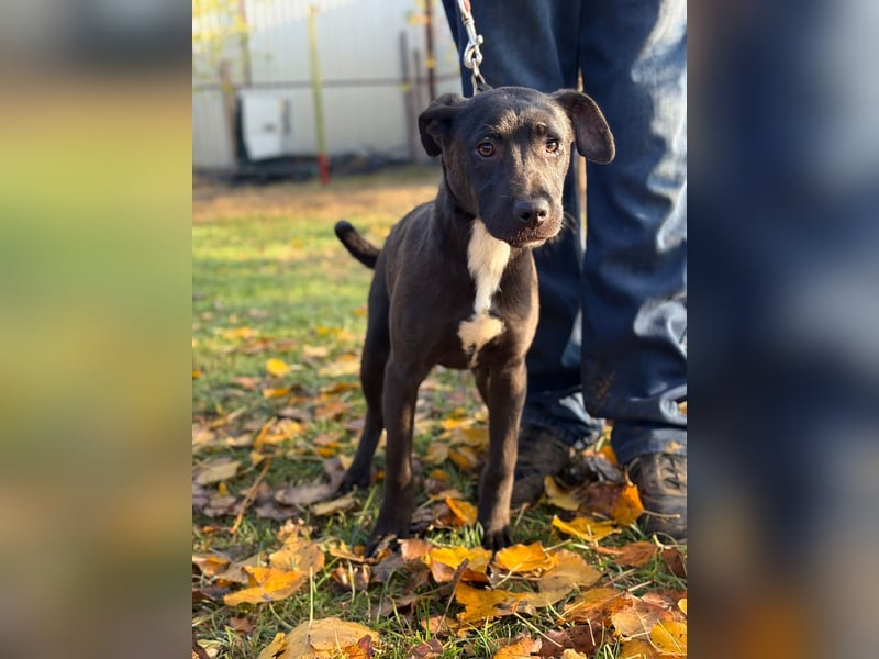 MOON - Junger Rüde, rundum verträglich