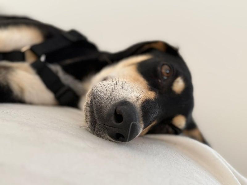 MIA - Junghündin neugierig, verschmust und bereit für ihre Menschen