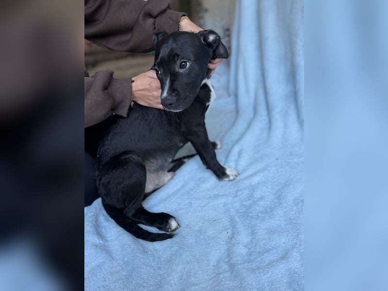 LOKII - Schöner junger Rüde ausgesetzt im Wald!