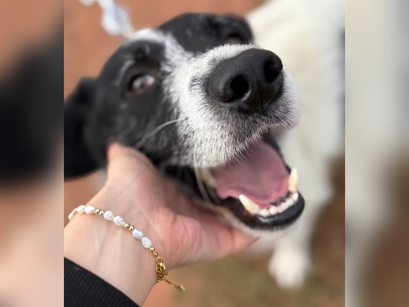 JEFFREY - Traumhund, rundum verträglich!