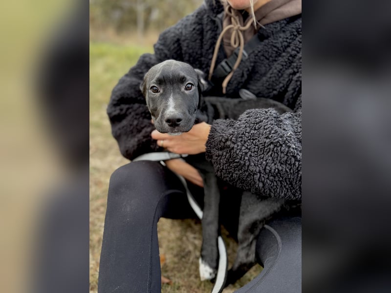 LOKII - Schöner junger Rüde ausgesetzt im Wald!