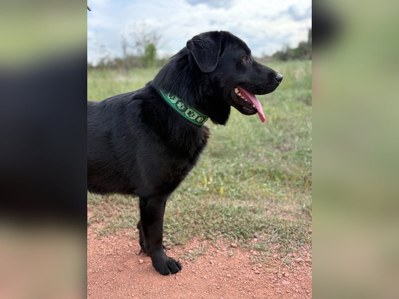 ZAC - Traumhund, rundum verträglich mit Artgenossen, familiengeeignet