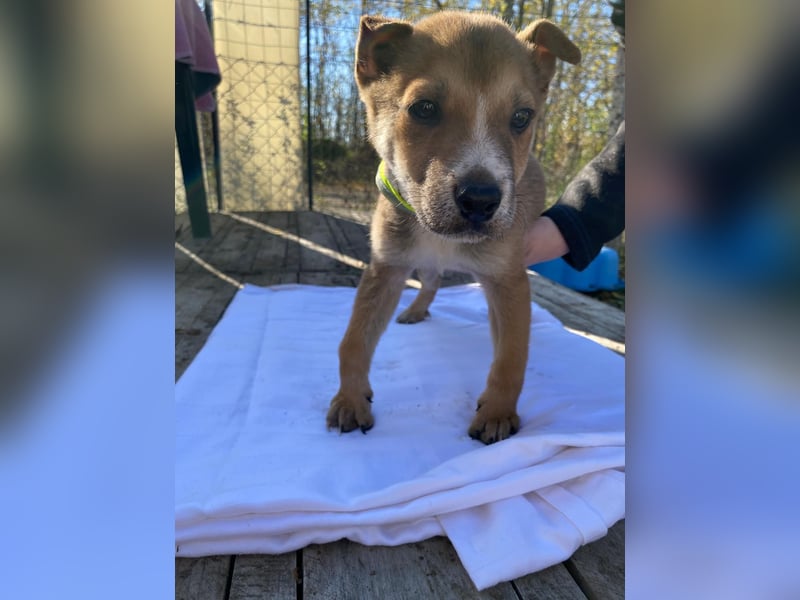 LOKI - Kleiner Überlebenskämpfer sucht liebevolle Familie