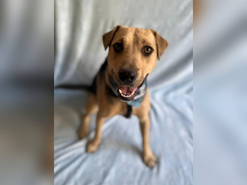 DENI - Lebensfroher Jungspund,rundum verträglich mit Hunden und Katzen!