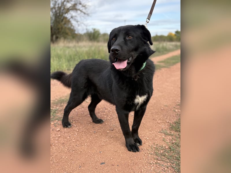 ZAC - Traumhund, rundum verträglich mit Artgenossen, familiengeeignet