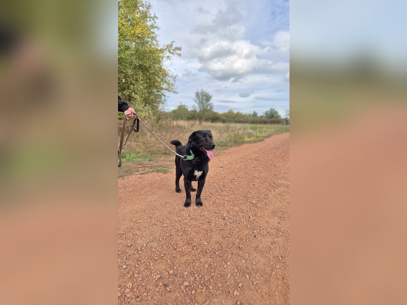 ZAC - Traumhund, rundum verträglich mit Artgenossen, familiengeeignet