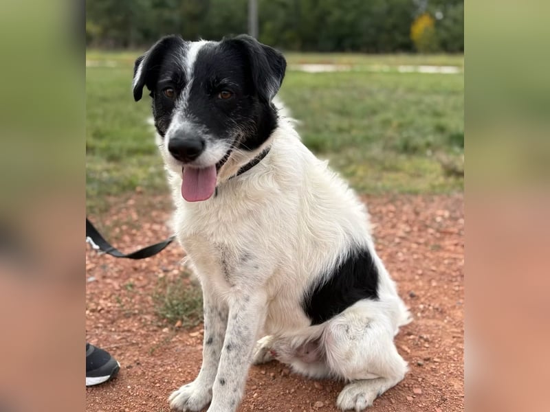 JEFFREY - Traumhund, rundum verträglich!