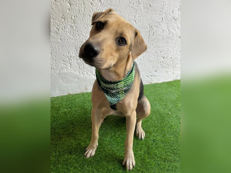DENI - Lebensfroher Jungspund,rundum verträglich mit Hunden und Katzen!